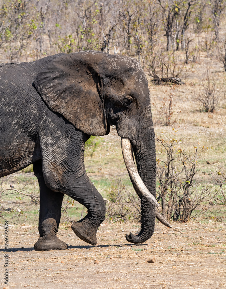 African Elephant Bull