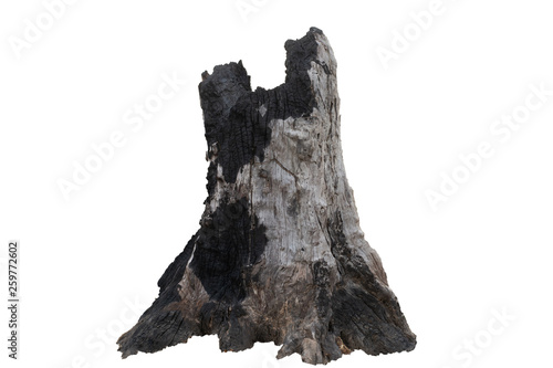 Stump dead tree in the white background