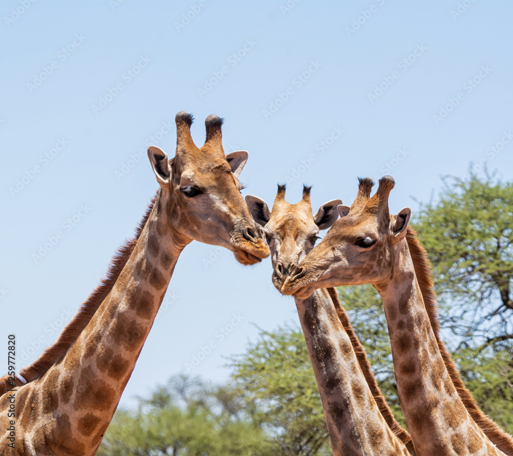 Naklejka premium Giraffe Trio