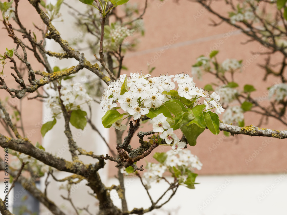 Pyrus calleryana Poirier de Chine ou poirier d'ornement à fleurs — free download