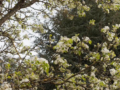 Pyrus calleryana - Poirier de Chine ou poirier d'ornement à fleurs blanches printanières
