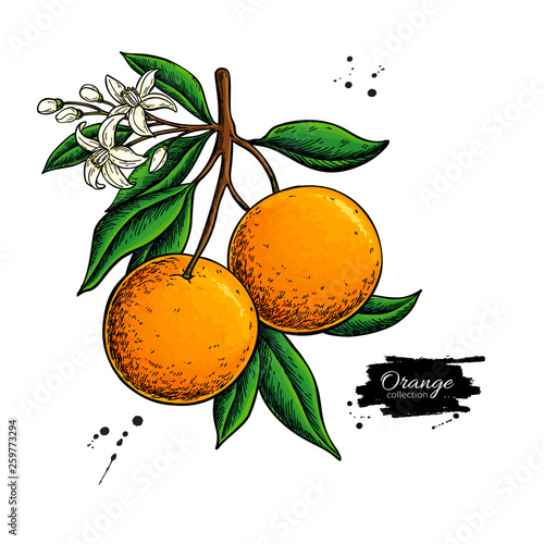 Orange branch vector drawing. Summer fruit color illustration. Isolated hand drawn whole orange