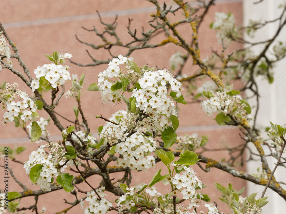 Pyrus calleryana Poirier de Chine ou poirier d'ornement à fleurs — free download