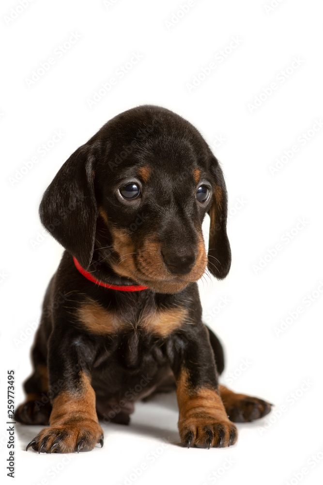 Adorable sitting dachshund puppy isolated on white background.