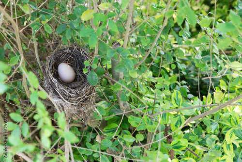Bird nest with egg