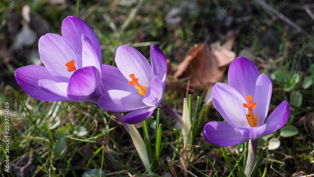 Snowdrops crocus fresh flower. Spring background. Beautiful spring flowers in grass on sunny day. Close up view with blurred background. Snowdrops crocus fresh flower. Spring background. Beautiful spring flowers in grass on sunny day. Close up view with blurred background.