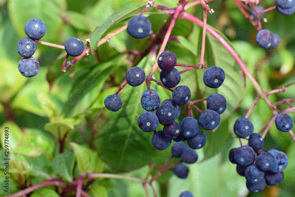 Edible Fruits or berries of Fuchsia paniculata plant. Edible Fruits or berries of Fuchsia paniculata plant.