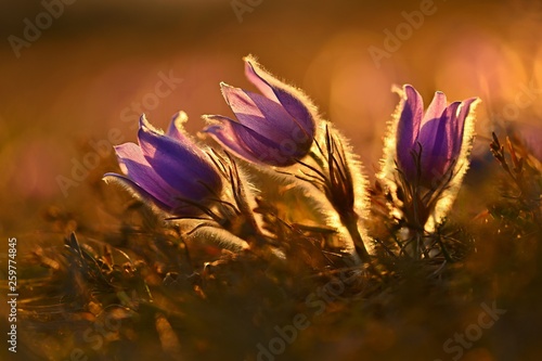 Springtime season. Beautifully spring flowers blossoming pasque flower in the sunset with a natural colored background. (Pulsatilla grandis) photo
