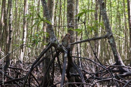 Baby monkey on a tree in the forest, Thailand