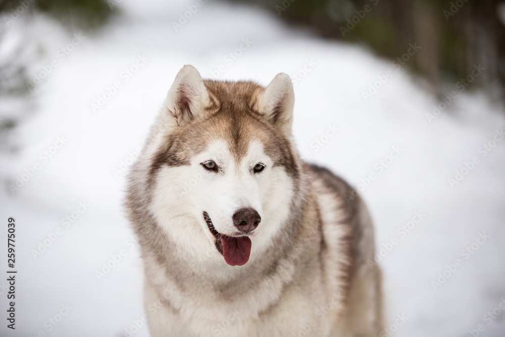 Beautiful, cute and happy Siberian Husky dog standing on the snow path in the winter forest