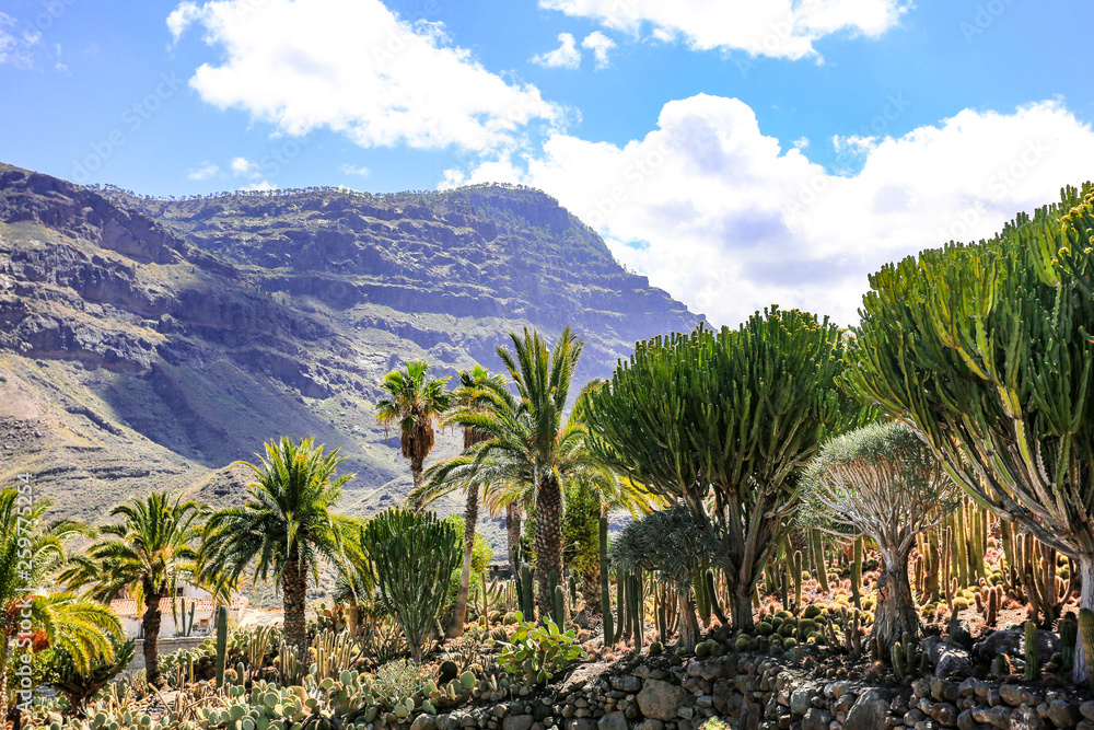 Fototapeta premium Cactus plantation and summer time 