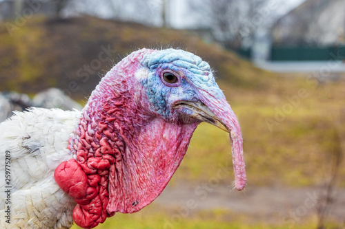 Turkey close up, portrait. The head of a turkey on a blurry background_