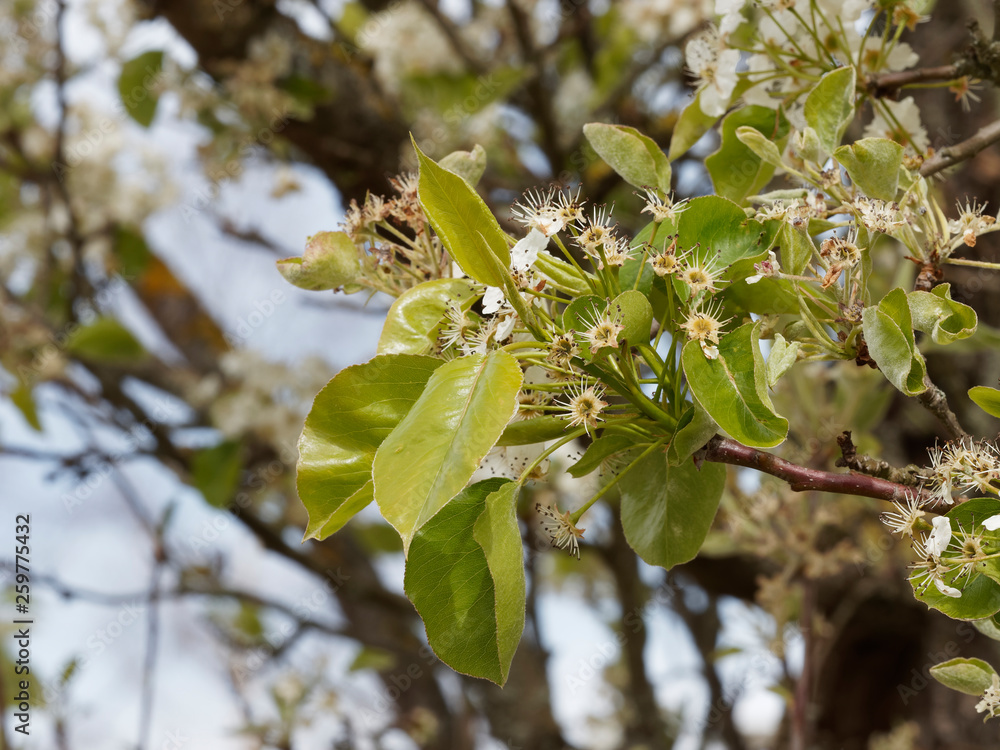 Pyrus calleryana Poirier de Chine ou poirier d'ornement à fleurs — free download