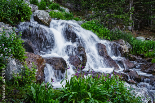 Wildflowers blossom along tumbling creek that feeds into Huerfano River near Mount Lindsey, Colorado