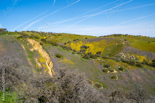 View of the San Andreas Fault along Highway 58 in California, at Carrizo Plain National Monument. Wildflowers in purple and yellow during super bloom photo