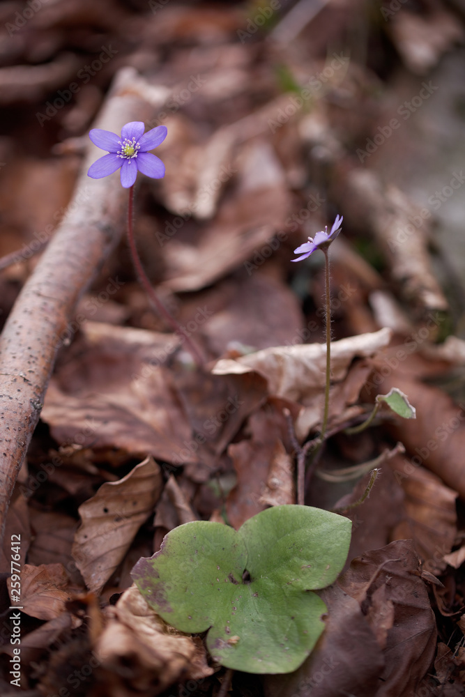 Leberblümchen Leberblümchen
