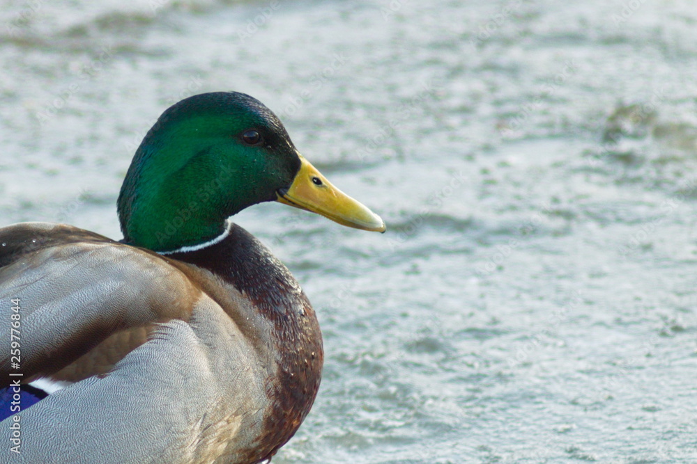 Duck on the ice of the lake closeup Duck on the ice of the lake closeup