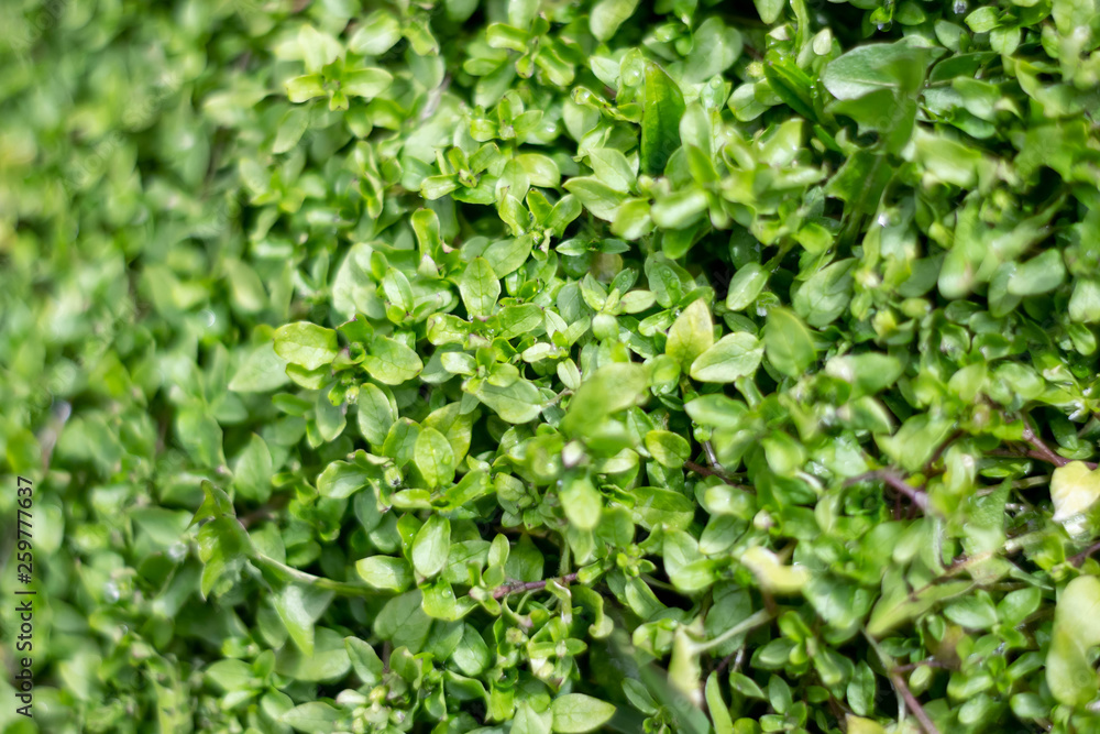 spring grass Snowdrop spring grass Snowdrop