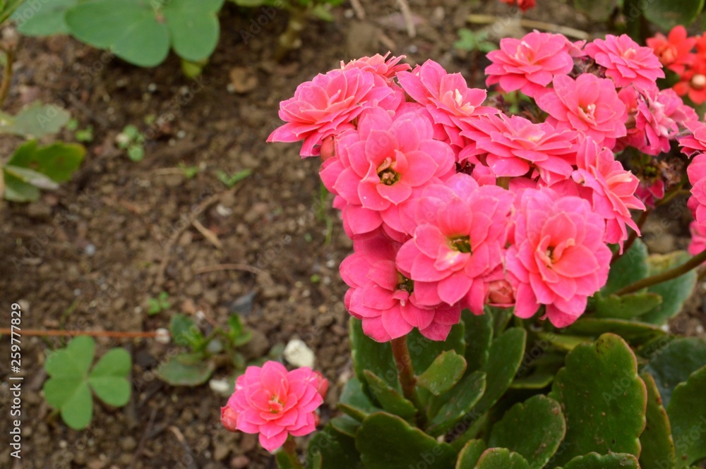 Flores Flores