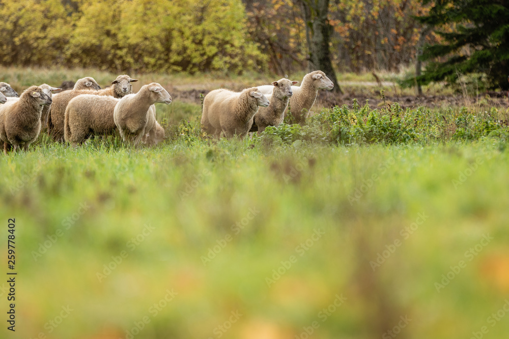 Obraz premium Flock of sheep in beautiful green meadow in Latvia.