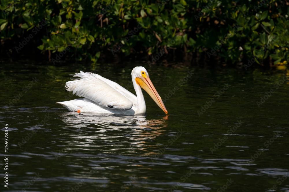 American White Pelican - An American white pelican swims as fishes on the waters of Ding Darling National Wildlife Refuge on Sanibel Island, Florida. American White Pelican - An American white pelican swims as fishes on the waters of Ding Darling National Wildlife Refuge on Sanibel Island, Florida.