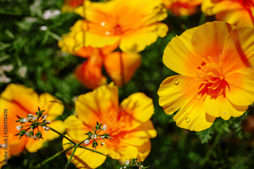Beautiful flower garden with a blurred background Beautiful flower garden with a blurred background