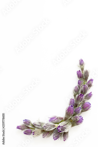 Flowers composition. Frame made of Anemone or Pulsatilla flowers on white background. Flat lay  top view  copy space
