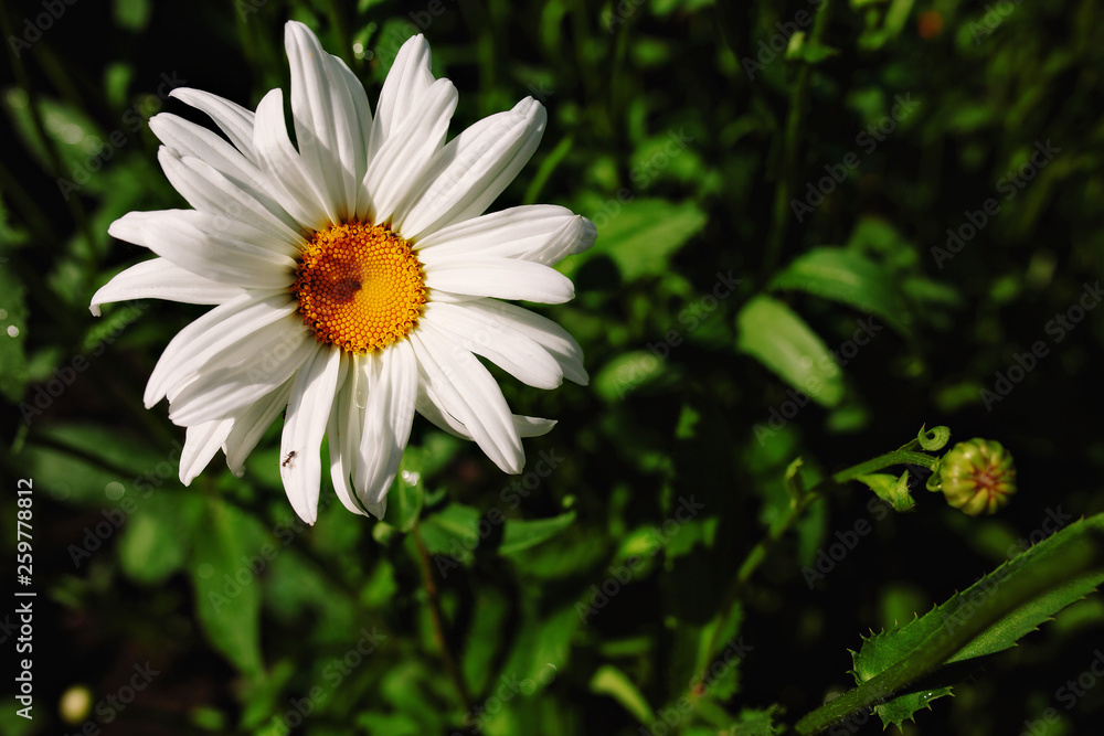 Fototapeta premium Beautiful flower garden with a blurred background