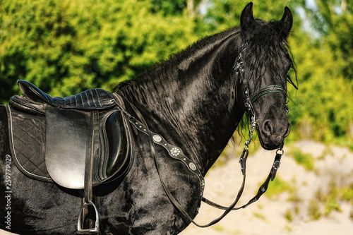 portrait of black Friesian horse in summer