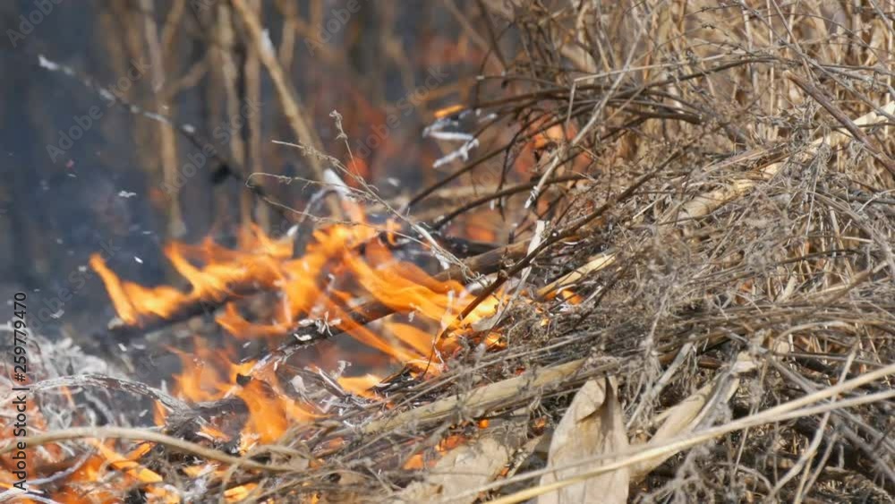 Dangerous wild fire in nature, burns dry grass. Burnt black grass in a forest glade Dangerous wild fire in nature, burns dry grass. Burnt black grass in a forest glade