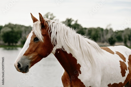 Gorgeous pinto stallion with nice bridle standing