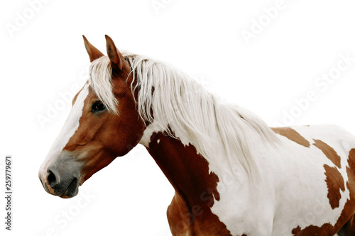 Canvastavla Gorgeous pinto stallion with nice bridle standing