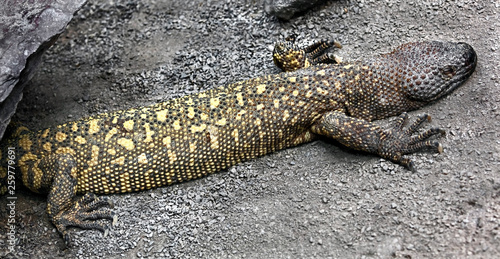 Mexican beaded lizard in its enclosure. Latin name - Heloderma horridum