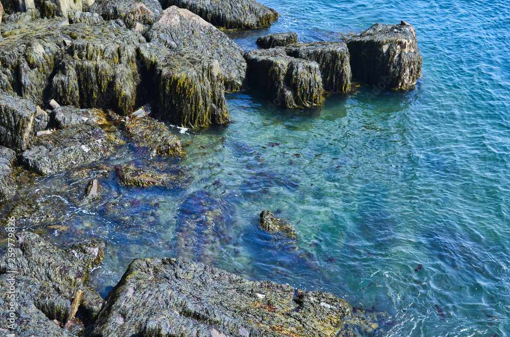 Digby Peninsula Rocks in the Ocean with Seaweed Nova Scotia Canada Digby Peninsula Rocks in the Ocean with Seaweed Nova Scotia Canada