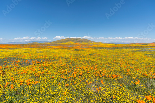 California wildflower super...