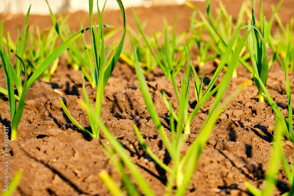 young green garlic sprouts in nature spring from the ground in the garden, vegetarian food young green garlic sprouts in nature spring from the ground in the garden, vegetarian food