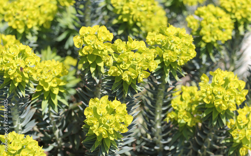 blossoms of spurge from close-up
