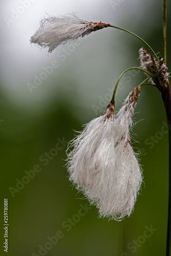 cottongrass, Eriophorum, isolated in front of green background