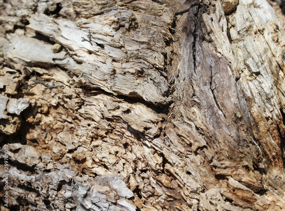 old tree bark