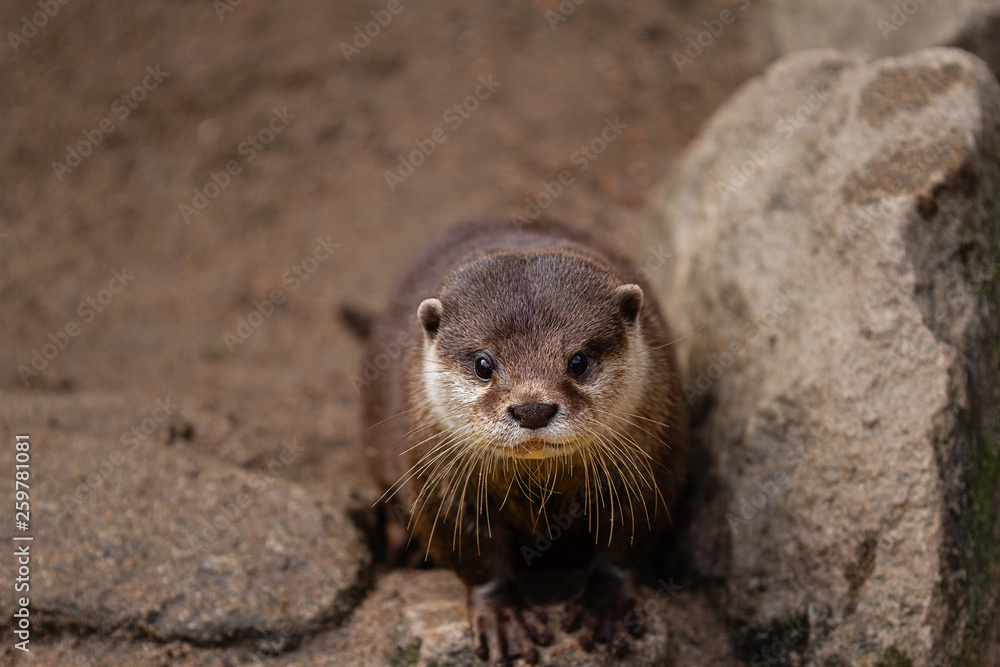 otter, Lutrinae, at the rocky river bank otter, Lutrinae, at the rocky river bank