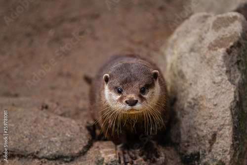 otter, Lutrinae, at the rocky river bank