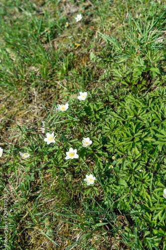 Buschwindröschen im Frühling im Feld photo