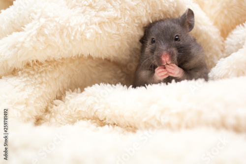 Black syrian hamster wrapped in a white blanket