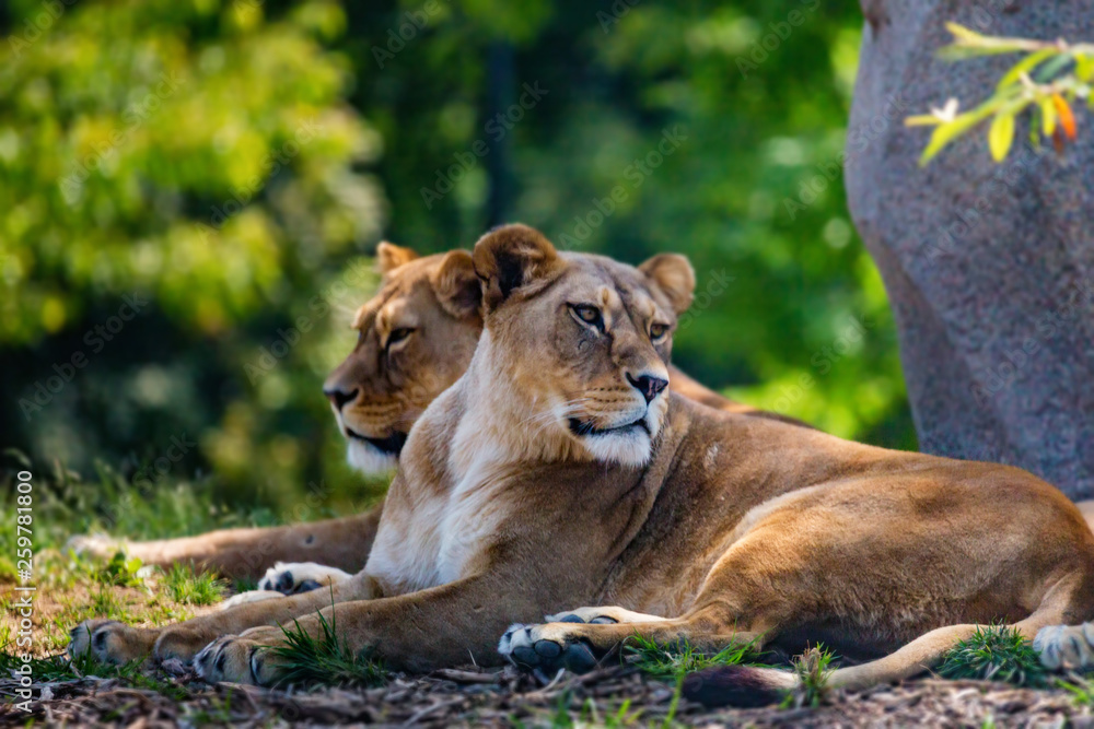 Lions pride resting in shade in nature