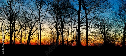 Sunrise behind tree sillohette photo