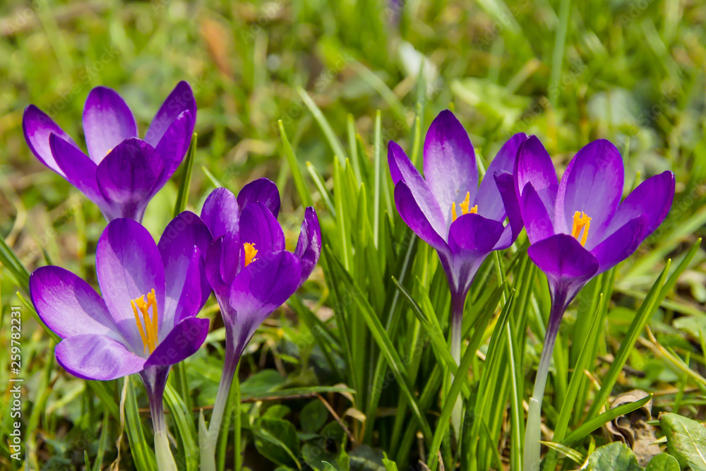 Spring awakening, flowers of crocuses on meadow in spring Spring awakening, flowers of crocuses on meadow in spring