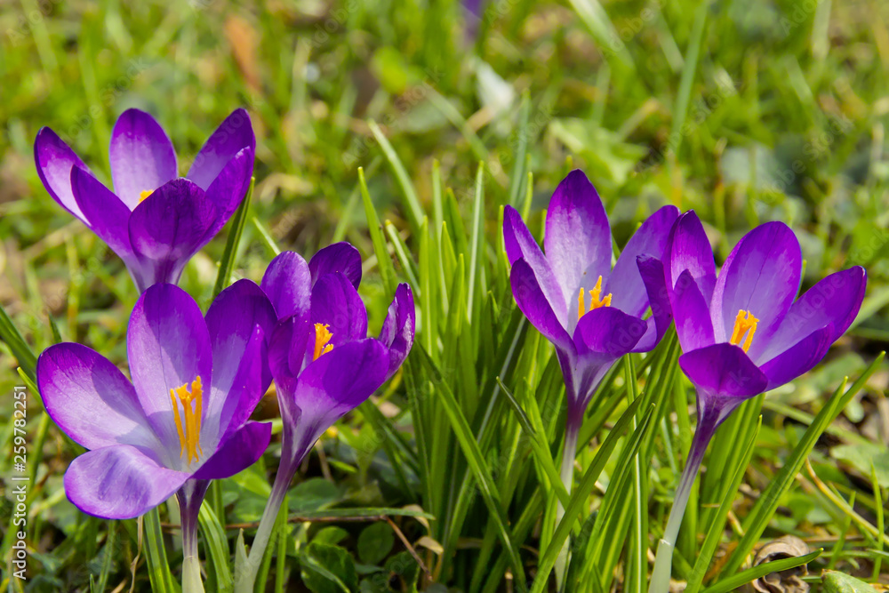 Spring awakening, flowers of crocuses on meadow in spring Spring awakening, flowers of crocuses on meadow in spring