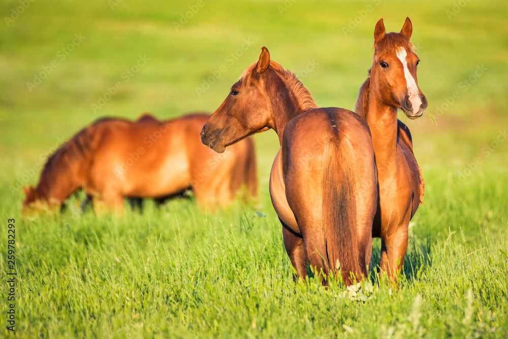 Several beautiful wild horses grazing on summer meadow