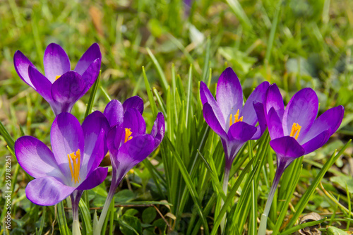 Spring awakening, flowers of crocuses on meadow in spring