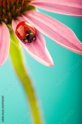 Red ladybug on Pink flower, ladybird creeps on leaf of plant in spring in garden in summer